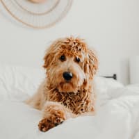 Pet Friendly