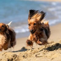Cani Spiaggia